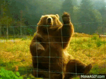 giphy