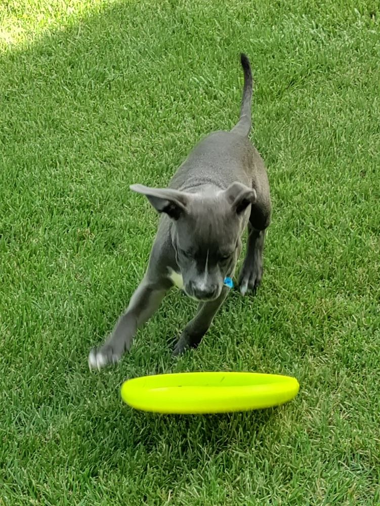 Frisbee Hemi.jpg