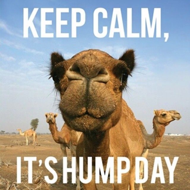 hump day.jpg