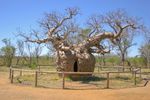 BoabPrisonTree.jpeg