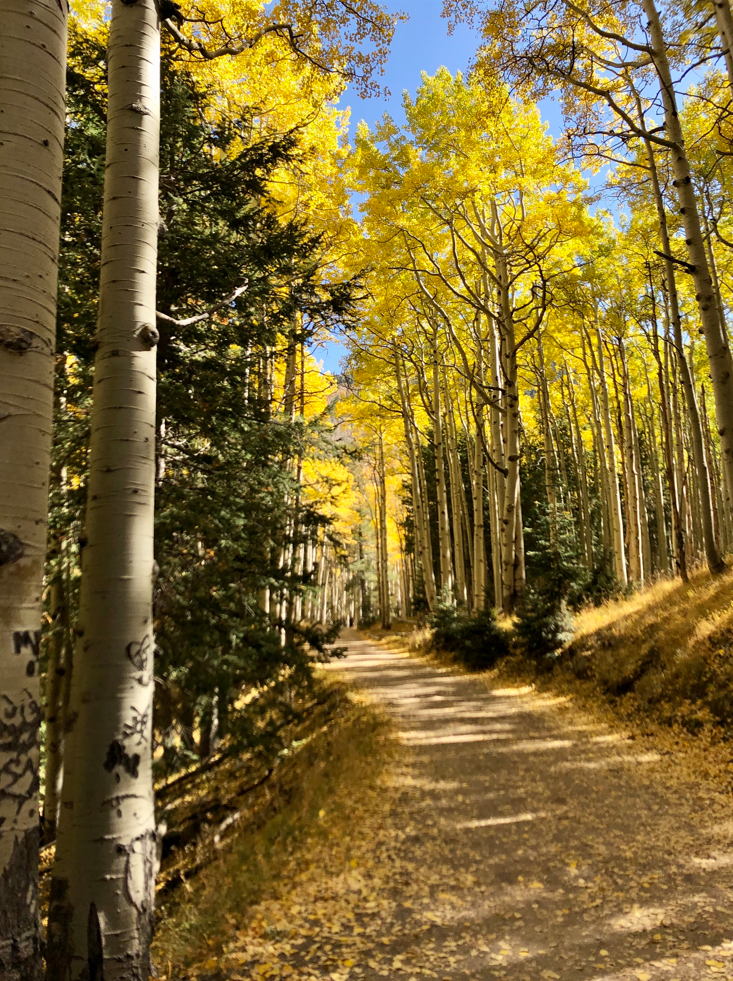 aspens.png
