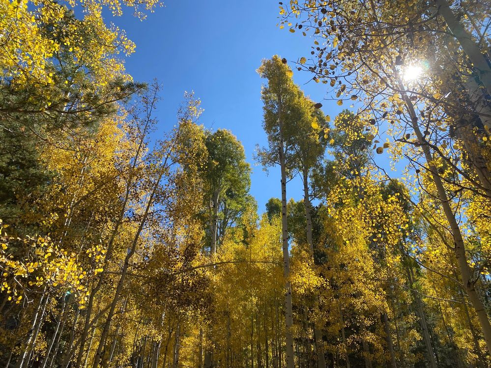 aspens.jpg