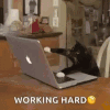 working-hard.gif