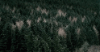 pine-trees-plants.gif