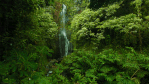 forest.gif