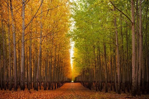 boardman-tree-farm-66