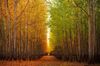 boardman-tree-farm-66