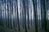 boardman-tree-farm-95