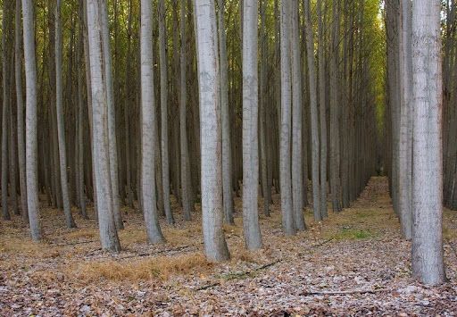 boardman-tree-farm-149