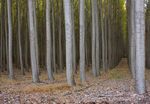 boardman-tree-farm-149