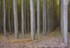 boardman-tree-farm-149