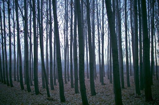 boardman-tree-farm-95