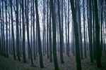 boardman-tree-farm-95