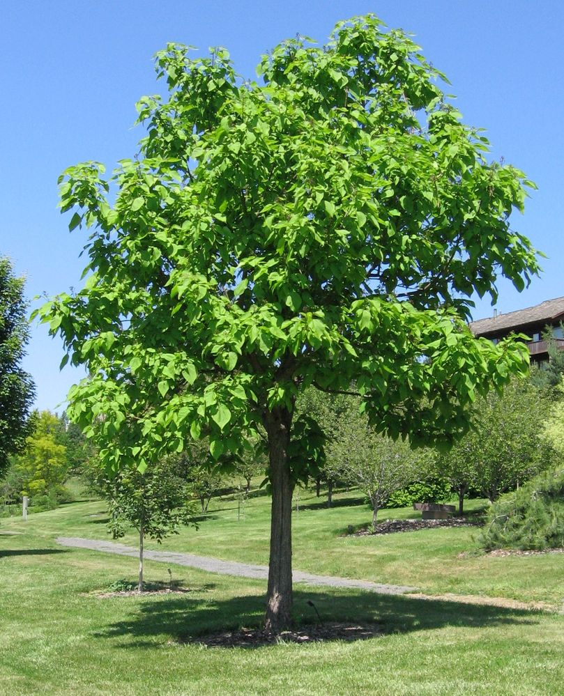 Catalpa_speciosa_20060624.jpeg