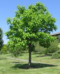 Catalpa_speciosa_20060624.jpeg