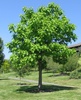 Catalpa_speciosa_20060624.jpeg
