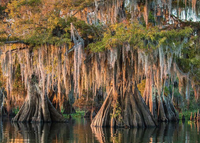 louisiana-swamp-giant-bald-cypress-trees-two-bill-swindaman.jpg