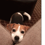 giphy