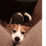 giphy