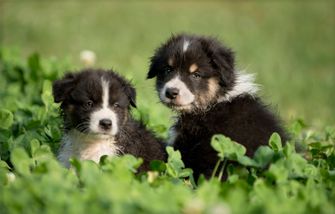 australian-shepherd-puppy-10.jpeg