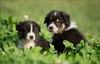 australian-shepherd-puppy-10.jpeg