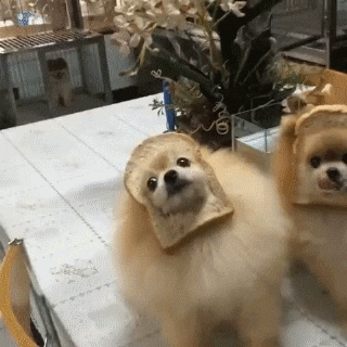 giphy