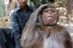 saluting monkey.jfif