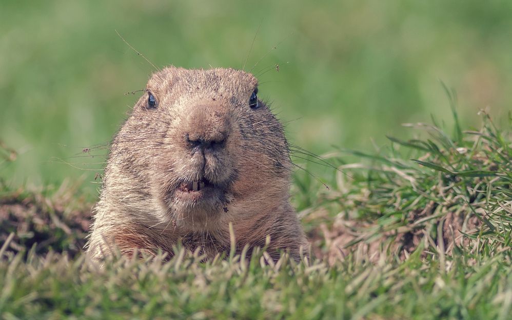 groundhog.jpg