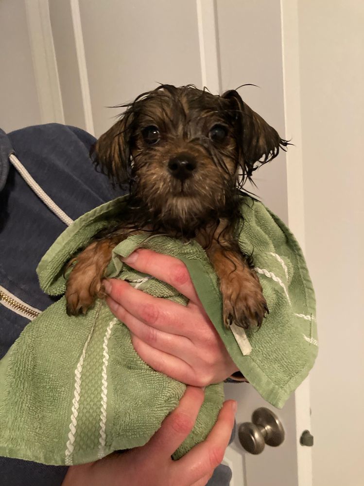 Bruno 10 nov 2020.JPEG