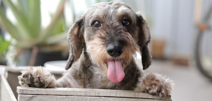Dachshund Wire Haired.jpeg