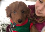 Aussiedoodle (4).jpg