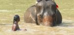elephant.jpeg