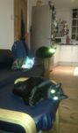 lazercats.jpg