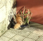 Public (Paulo Alves)