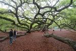 Angel Oak Tree.jpg