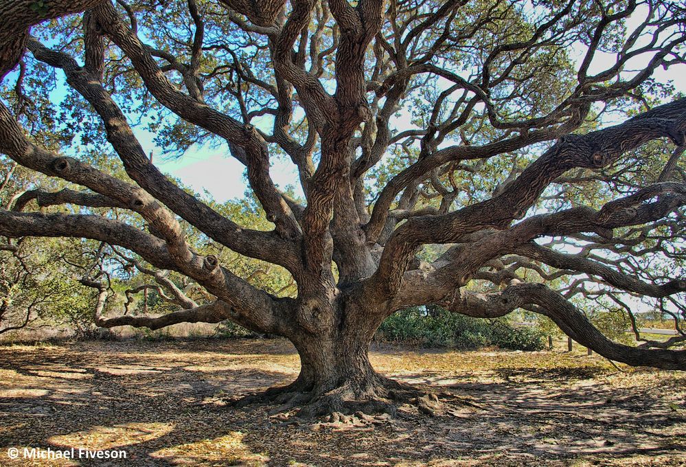 Live Oak.jpg