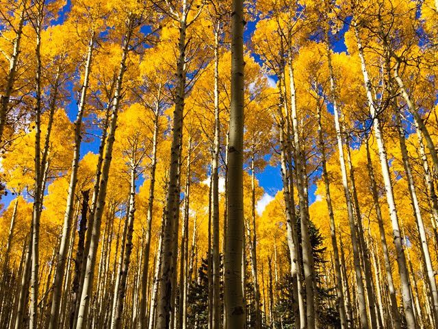 aspen.jpeg
