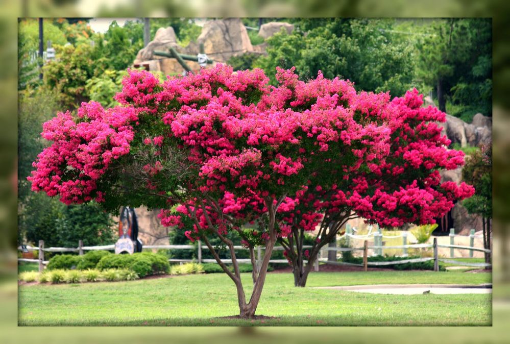 crepe myrtle.jpeg