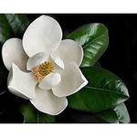 magnolia.jpg