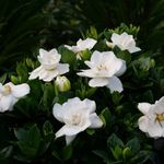 steady-as-she-goes-gardenia-gardenia-jasminoides-proven-winners_16970.jpg