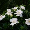 steady-as-she-goes-gardenia-gardenia-jasminoides-proven-winners_16970.jpg