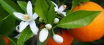 orange-blossom.jpg