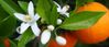 orange-blossom.jpg