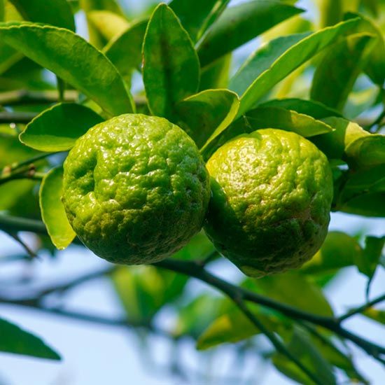 Citrus-Kaffir-Lime.jpg