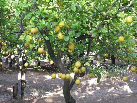 lemons-sorrento-amalfi-coast.jpg
