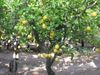 lemons-sorrento-amalfi-coast.jpg