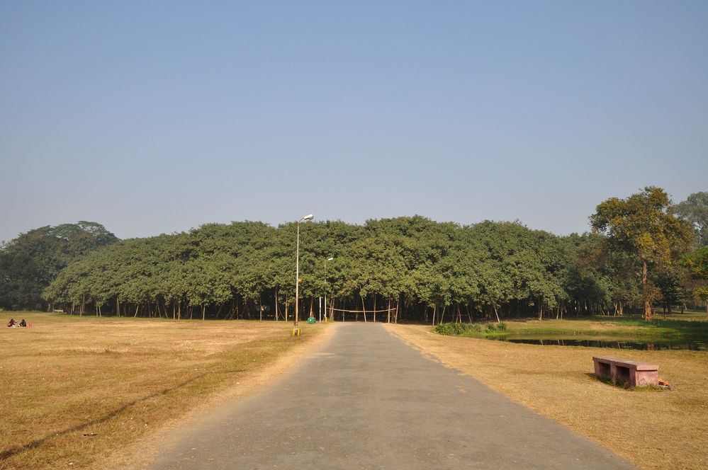 Acharya_Jagadish_Chandra_Bose_Indian_Botanic_Garden_-_Howrah_2011-01-08_9728.jfif