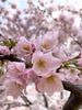 cherry blossom4.jpg