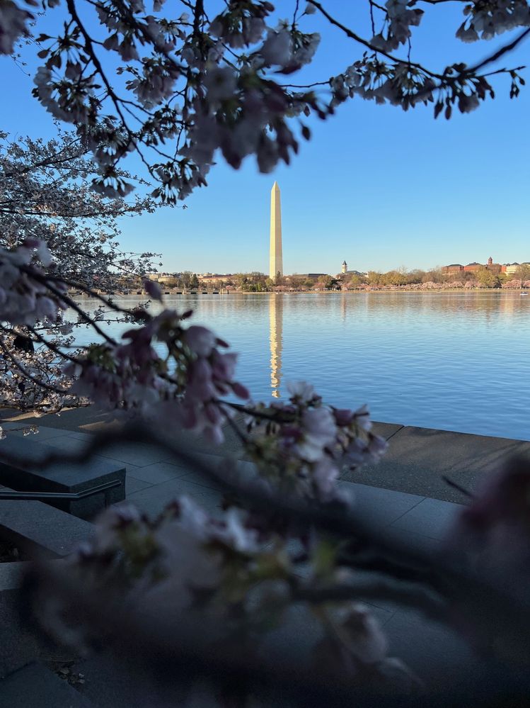 cherry blososm 3.jpg