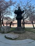 cherry blossom2.jpg